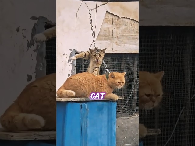 A couple rescues cats entangled in wire