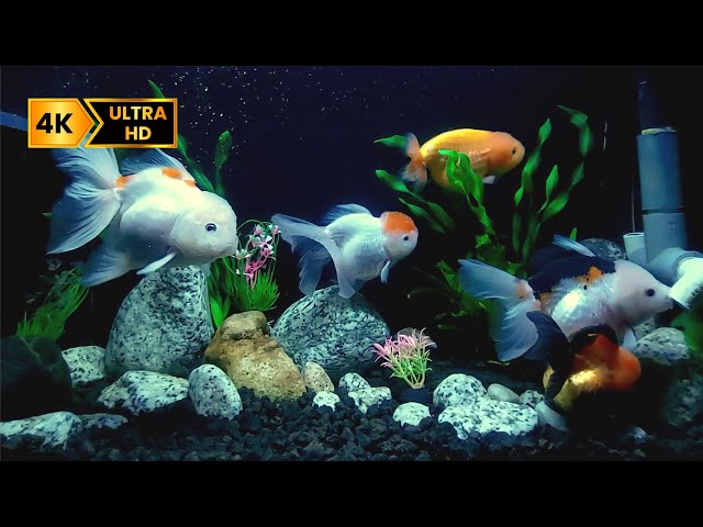 Freshwater Aquarium Sounds in 4K for Sleep, Relaxation, and Stress-Free Moments