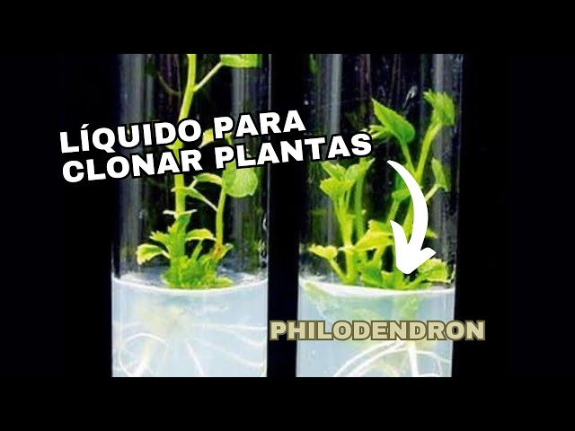 Preparando Medio para Cultivar Philodendron In Vitro - Vlog