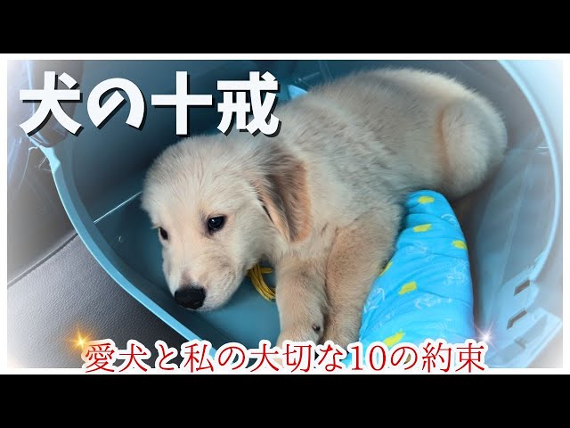 『犬の十戒』感動の詩～愛犬と私の大切な10の約束～育犬に悩まれている方へ