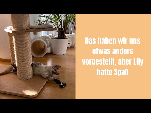 Snacks auf Rädern Teil 1: so war das nicht geplant #katzenvideos #katzenaufyoutube #katze #katzen