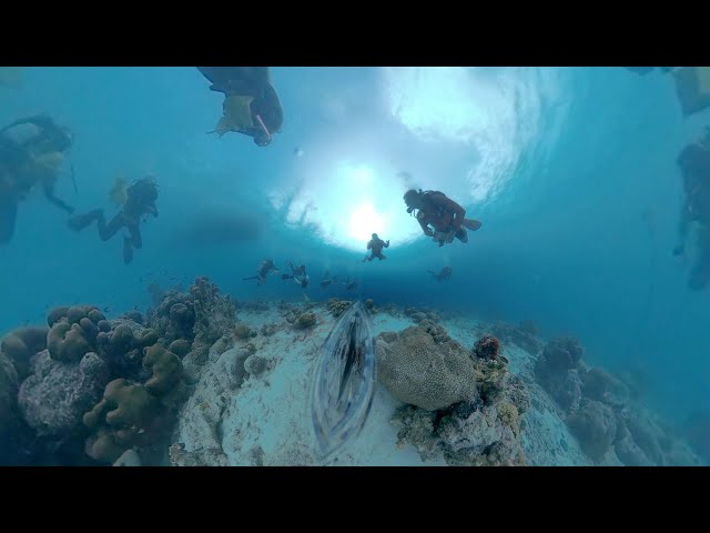 Scientific Diving 360° - 5K VR for Oculus, Meta Quest, Valve, HTC Vive, Metaverse