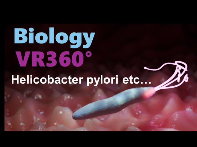 Science VR 360°　 Helicobacter pylori swimming in the stomach wall and cells　胃壁を泳ぐピロリ菌などなど