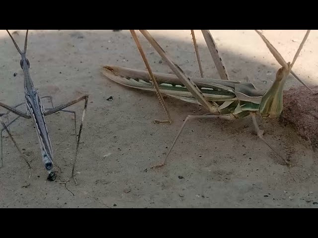 Grasshopper full sound vs meeting | slant-faced or cone-headed grasshopper full original in voice