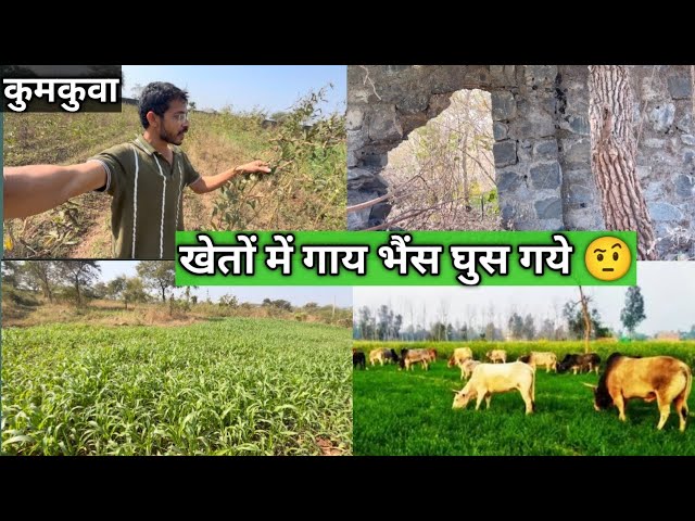 खेतों में दूसरे के गाय भैंष खा गये #rahulgamitvlogs#kumkuva#doswada#vyara#songadh#tapi#vlog#farm