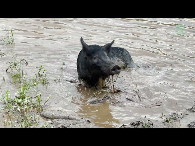 Disabled Wild Boar Enjoying Exercise Along The River - ElephantNews