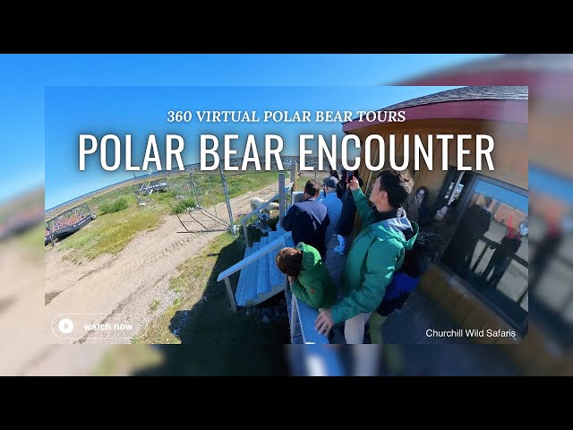 Polar Bear Encounter at Seal River Heritage Lodge | 360 Virtual Polar Bear Tours 4K