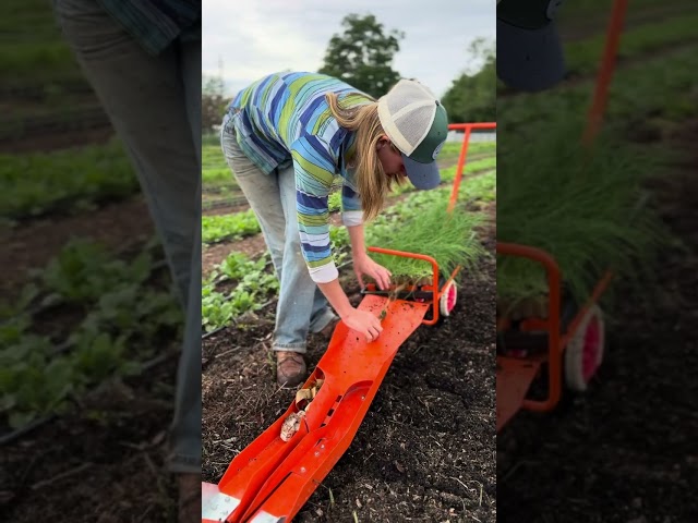 Planting onions with the paperpot transplanter #farming #shorts