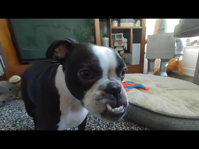 KoZmo the VR Boston Terrier Cutie