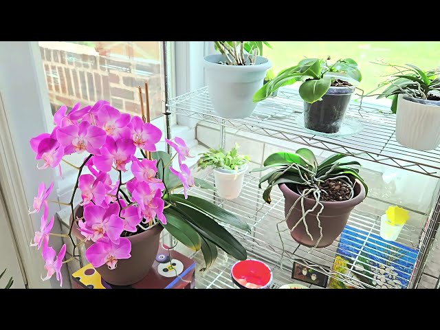 All my indoor plants, grow spaces & setups!  Member requested video, August 2024