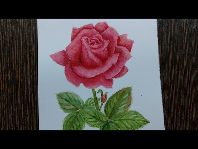 Watercolourpainting | For beginners | Rose🌹| #painting #drawing #watercolorpainting #easypainting