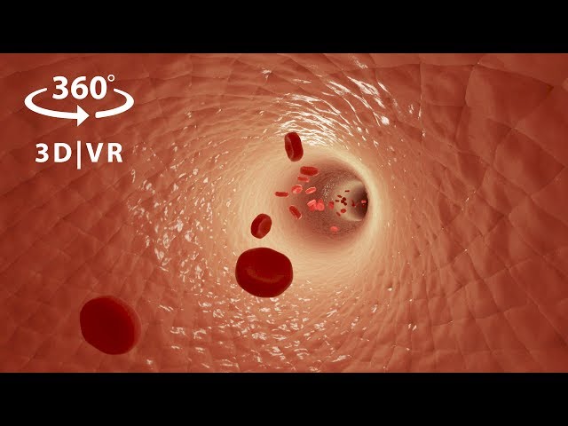 VR 360 Animation - Inside the Human Body