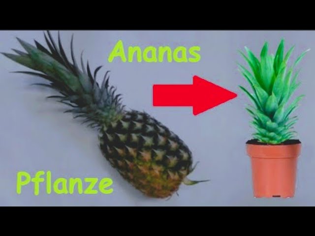 Ananas Pflanze selber ziehen / Ananas vermehren & pflanzen / Exotische Frucht selber züchten - DIY