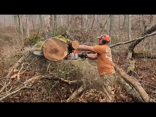 3rd roadside logging trip is a goldmine