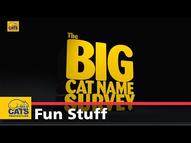 The Big Cat Name Survey 2019 | Cats Protection campaign