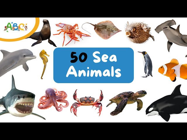 50 Sea Animals for Kids | Learn Aquatic Sea Animals Names | Sea Creatures | Types of Sea Animals