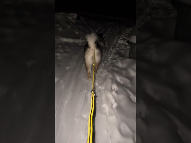 😯 Amazing Night Skiing Fun With Raven The Alaskan Malamute 🌘⛷️🐕🐾 #husky #dog #fun #snow