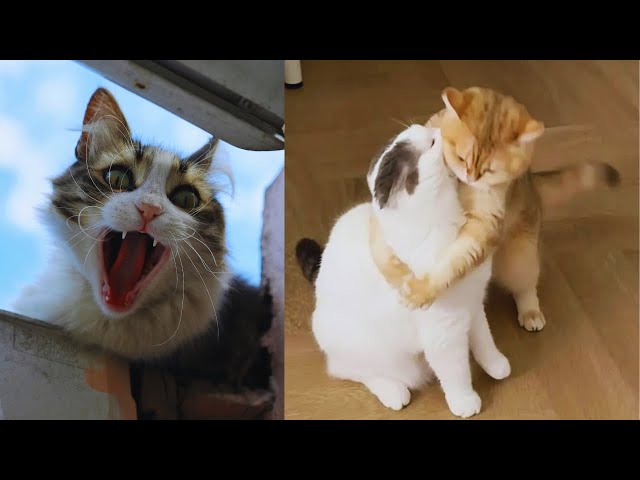 Try not to laugh impossible cat memes