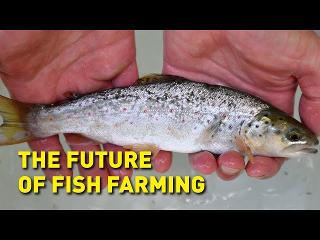 Farming fish on land could help feed the world