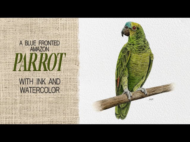 An illustration of a parrot with ink and watercolor