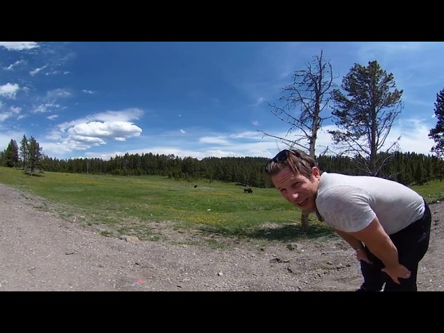 Watching Buffalo from a Safe Distance at Yellowstone