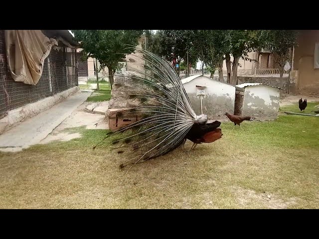 Really peacock feather dance