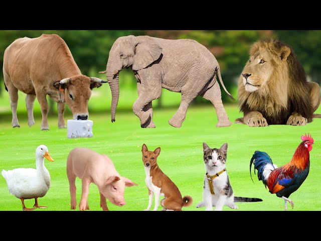 Cute Animal Sounds: Duckling, Dog, Kitten, Cow, Buffalo, Squirrel, Sheep - Animal Moments