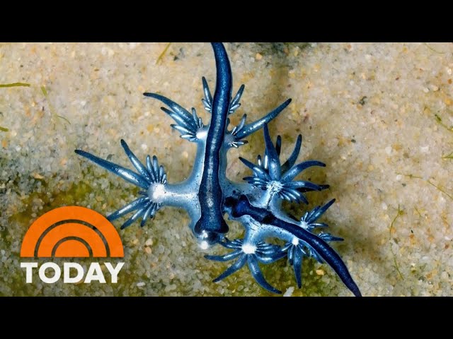 Look, but don't touch: Blue dragons wash ashore in Texas