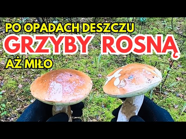 PO OPADACH DESZCZU GRZYBY ROSNĄ AŻ MIŁO 😀 #mushroom #pov #grzyby