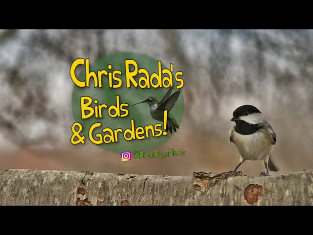 VR180 3D Cardinals and Chickadees!