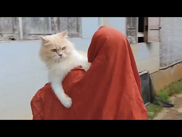 kocak Bener! kucing Merengek Nangis kaya Bocil maksa minta jajan ke emak/kompilasi kucing lucu