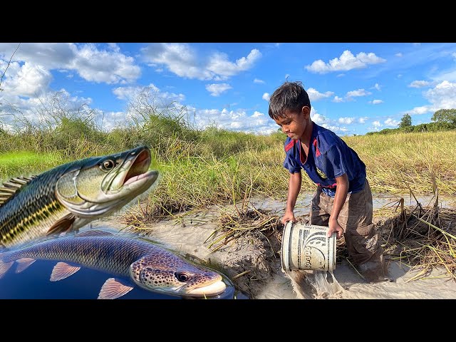 Primitive Technology; How to catch Incredible Fishes inside the Rice Fields?