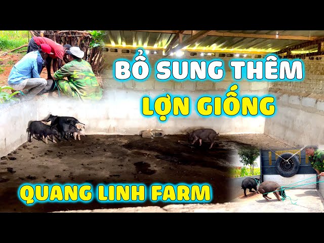 Quanglinhvlogs || Bổ Sung Thêm Lợn Giống Về Quang Linh Farm.