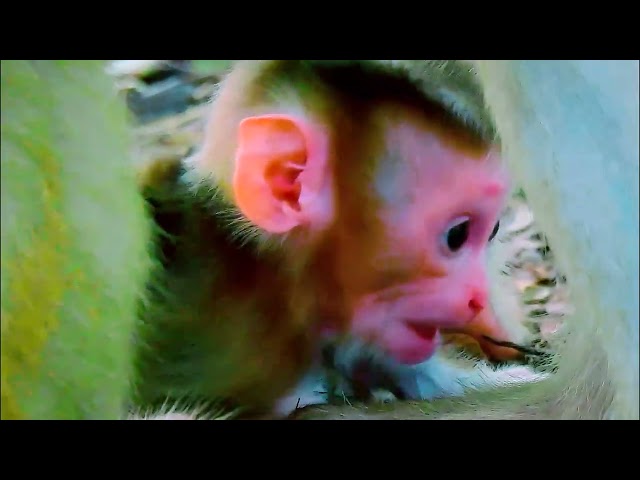 monkey funny video, bibi is very hospitable, cute baby monkey, monkey funny video