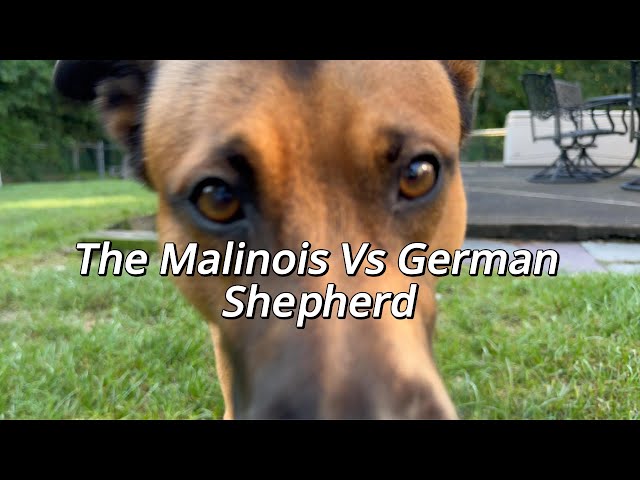 Why are Belgian Malinois' smaller than a German Shepherd?