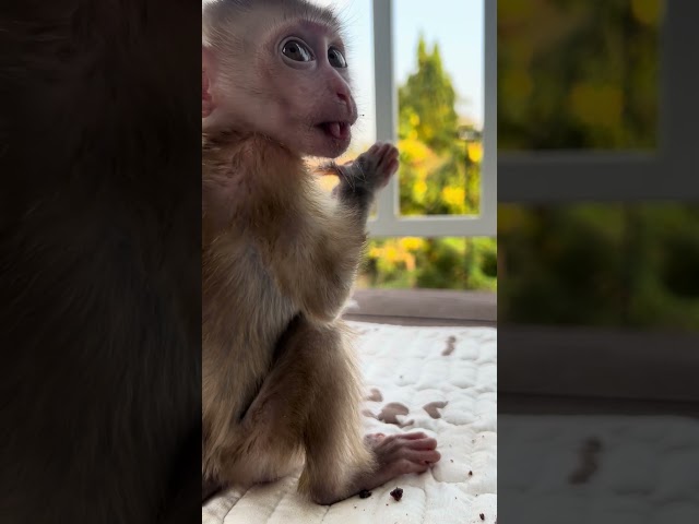 baby monkey so adorable  #baby #happy #cute #baby #shorts