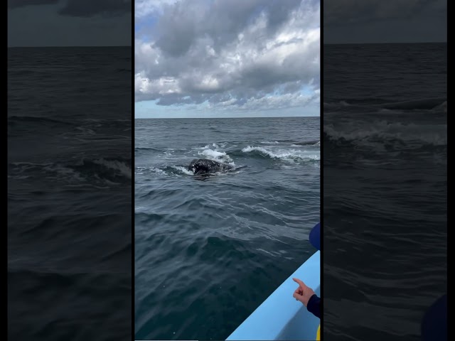 We went whale watching in Baja California! 🇲🇽 #vanlifetravelvlog #bajacaliforniasur #nomadlife