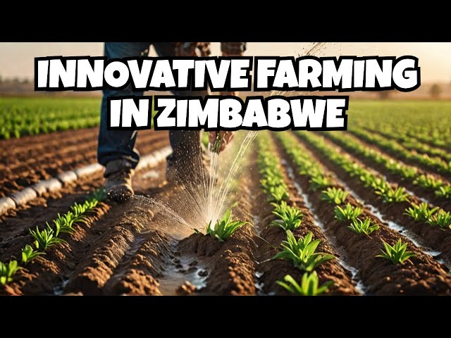 How Zimbabwe's Farmers are Solving the Water Crisis