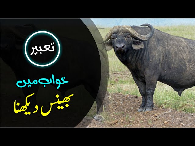 🐃Khwab mein Bhains dekhna | Buffalo in dream | Khwabon ki Tabeer Episode 77 | Mohsin Raza Aatir