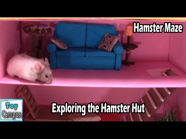 Exploring the Hamster Hut | Find All Seeds and Explore All Rooms | Hamster Maze Series