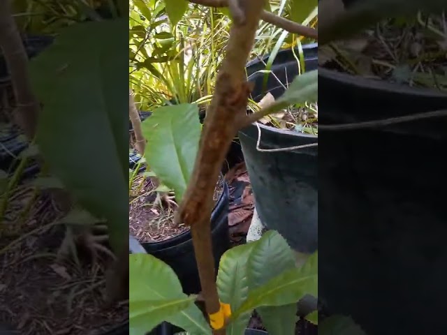 Update one multigrafted loquat tree & single variety loquat plants. Many varieties, late upload