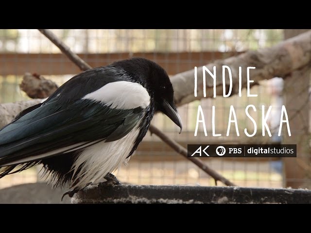 I am George the Magpie | INDIE ALASKA