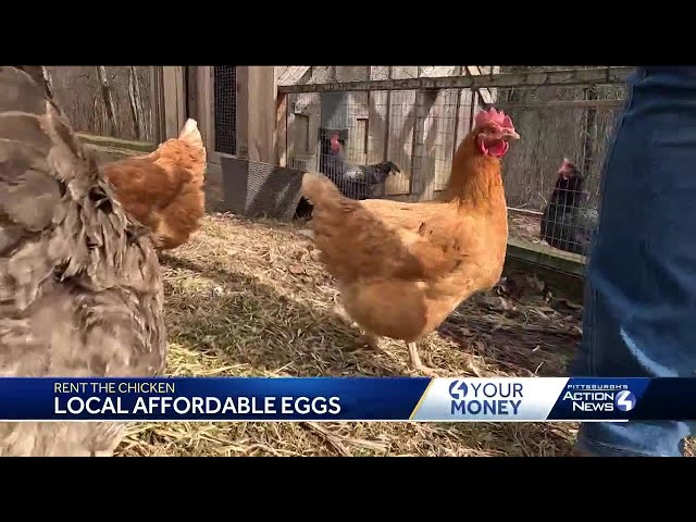 Pennsylvania company lets you 'Rent The Chicken,' alternative to buying eggs in grocery store