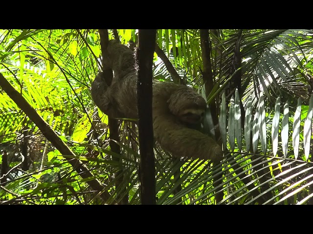 Faultier im Manuel Antonio-Nationalpark