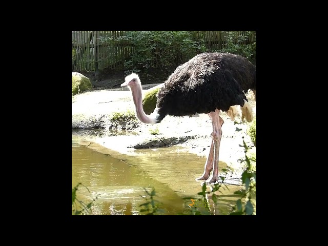 Ostriches at Bird Park Avifauna