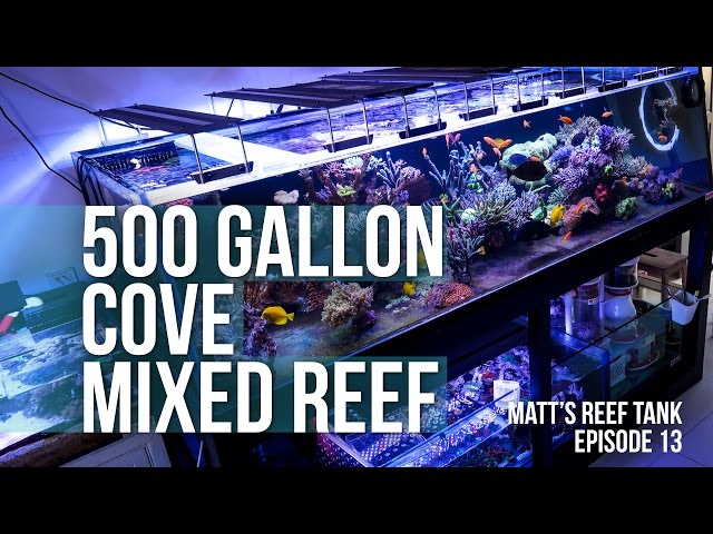 500 GALLON COVE REEF TANK | MATT’s REEF TANK