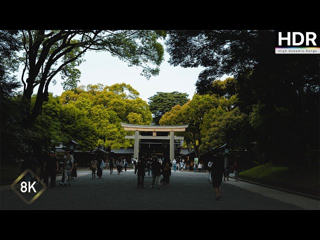 【8K HDR】Serene Tokyo Escape I Walk Through Meiji Jingu Shrine IMMERSED