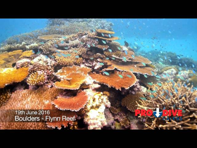 Pro Dive Cairns Liveaboard - Update #4 June 2016