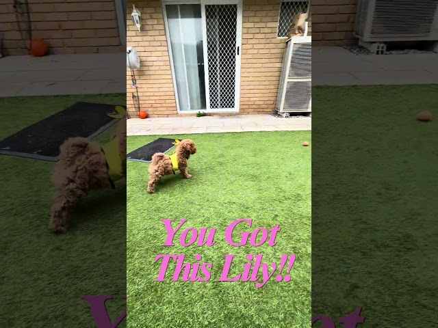 Cavoodle Puppy Takes on $5 Temu Ball in EPIC Showdown #shorts