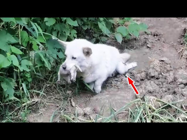 Paralyzed stray dog ​​mother holds newborn puppy in mouth, looking for a shelter